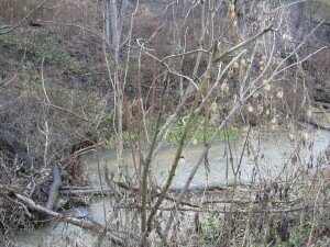 Clear Creek: not a beaver dam, a collection made by erosion
